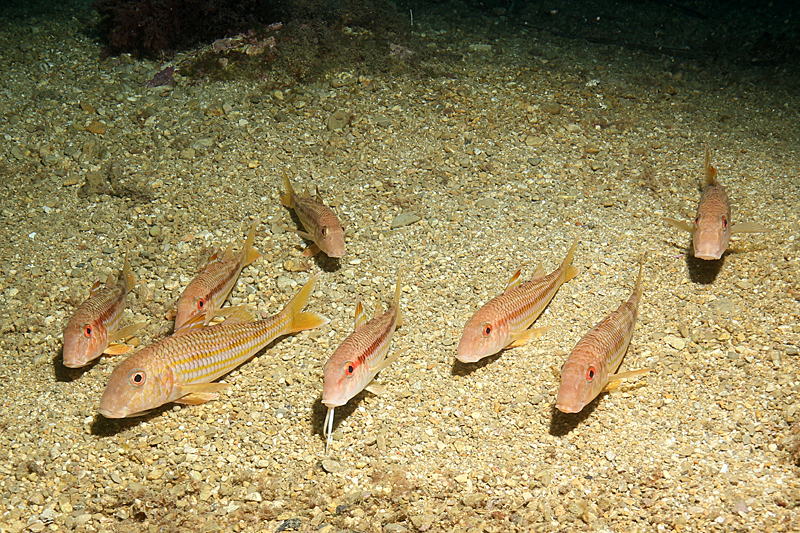 Estartit - Rougets