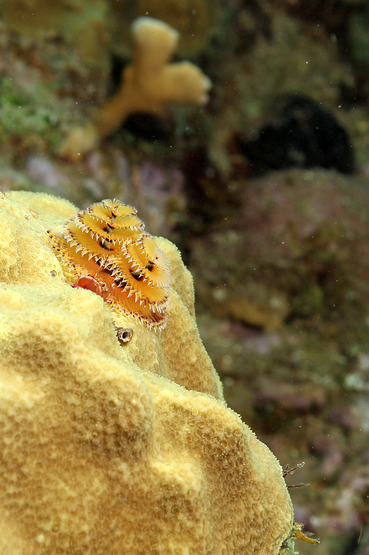 Réserve Cousteau