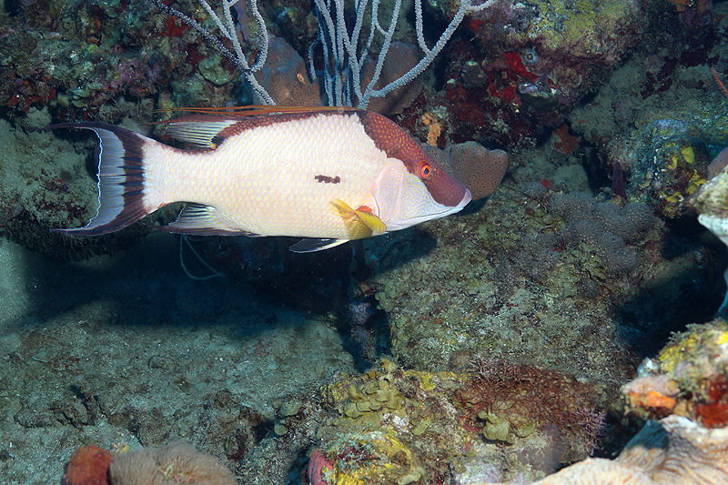 Réserve Cousteau