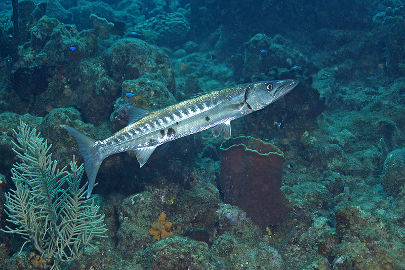 Réserve Cousteau