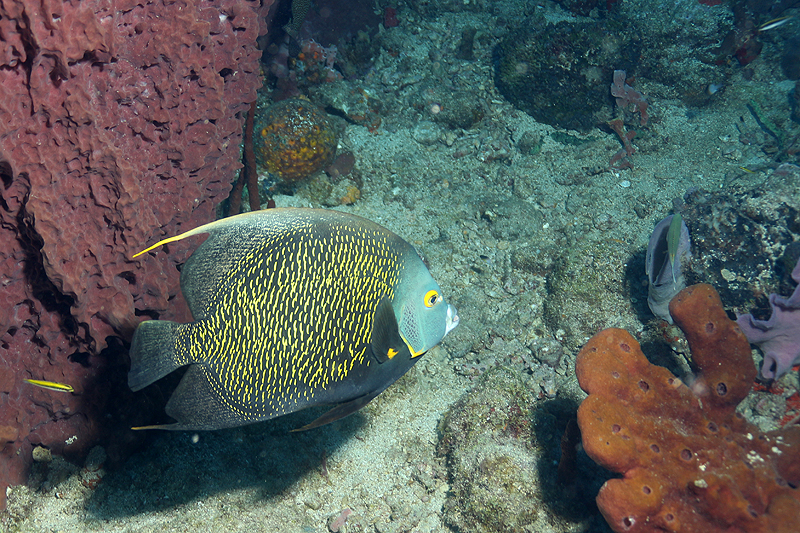 Réserve Cousteau