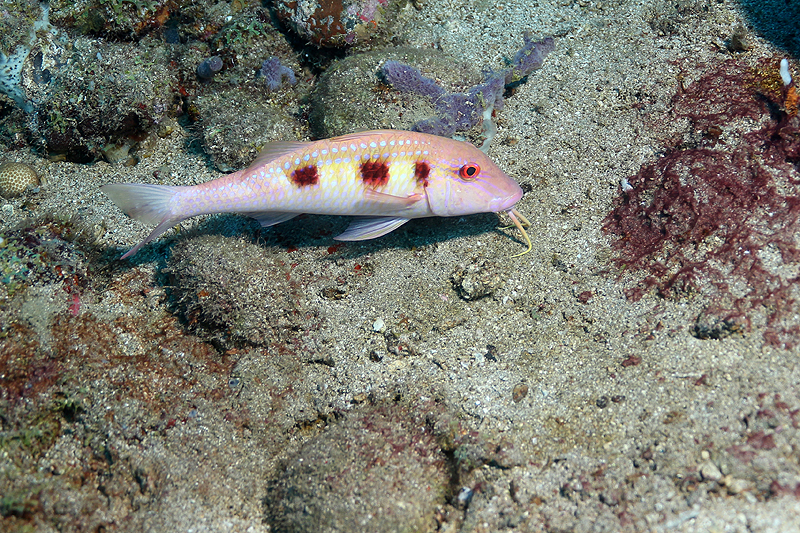 Réserve Cousteau