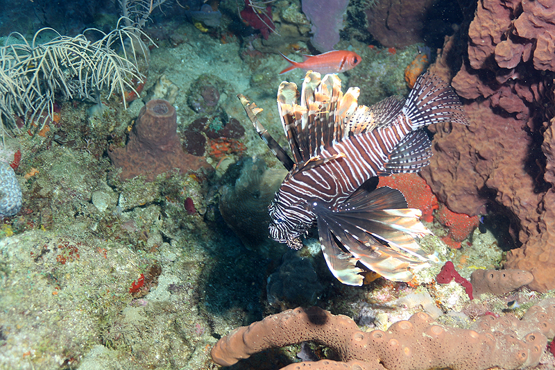 Réserve Cousteau