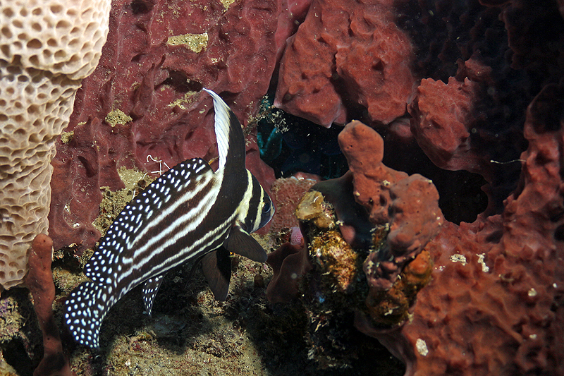 Réserve Cousteau