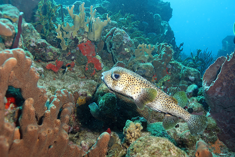 Réserve Cousteau