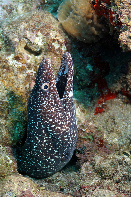 Réserve Cousteau