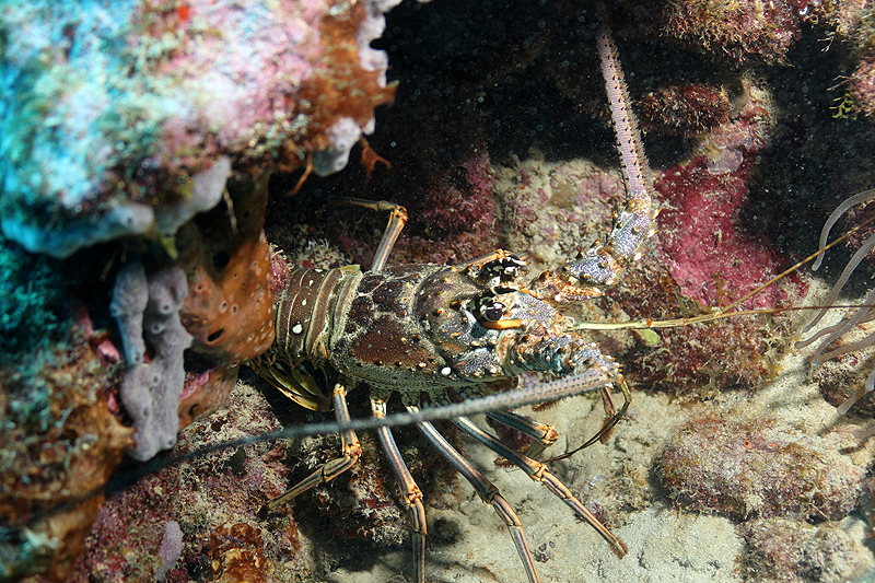 Réserve Cousteau