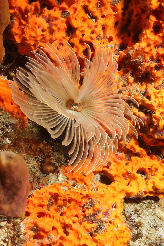 Réserve Cousteau