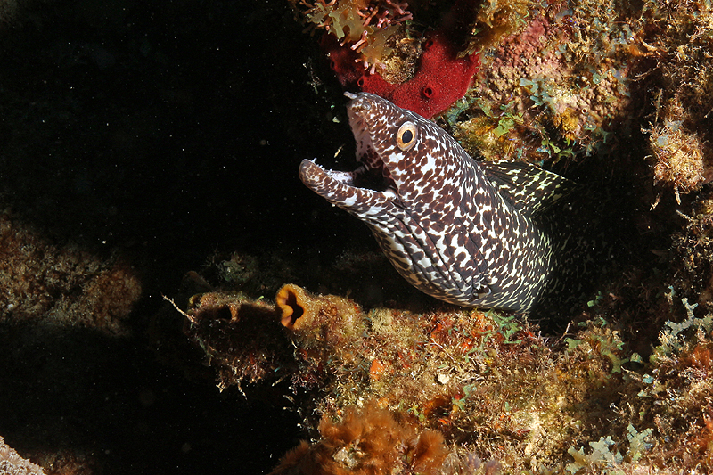 Réserve Cousteau