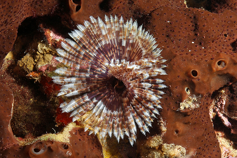 Réserve Cousteau
