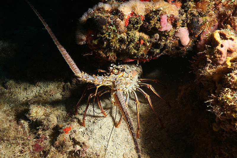 Réserve Cousteau