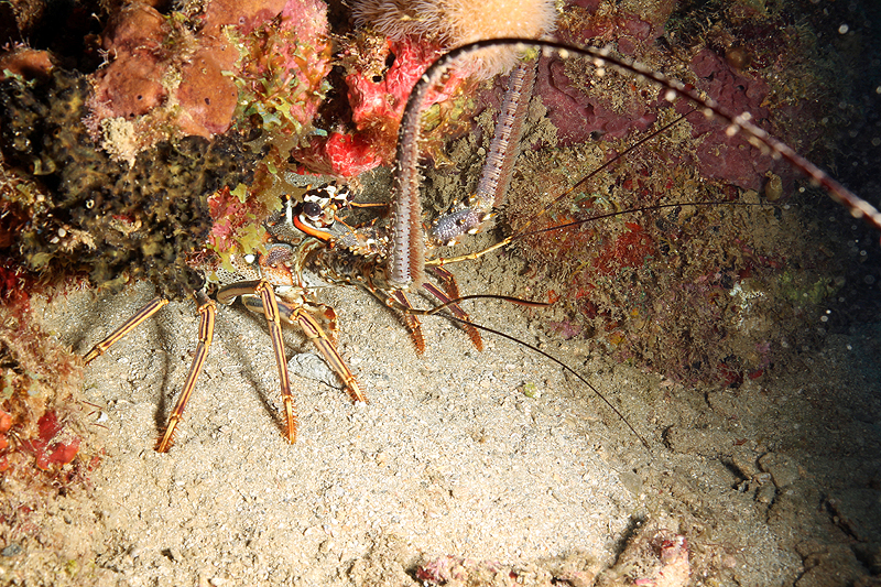 Réserve Cousteau