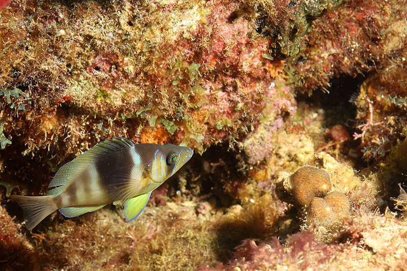 Réserve Cousteau