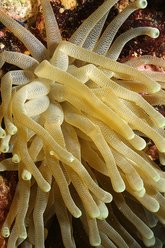 Réserve Cousteau