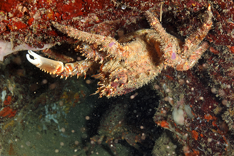 Réserve Cousteau
