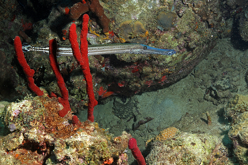 Réserve Cousteau