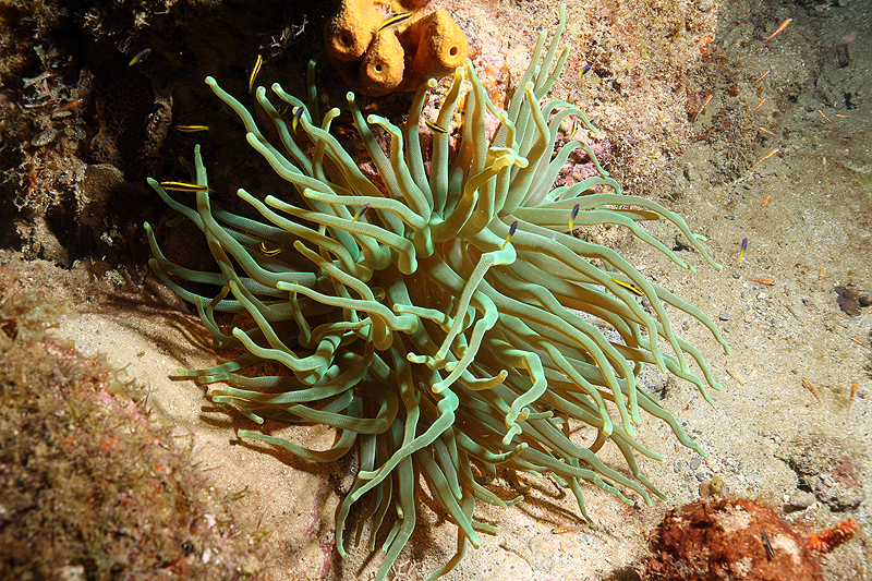 Réserve Cousteau