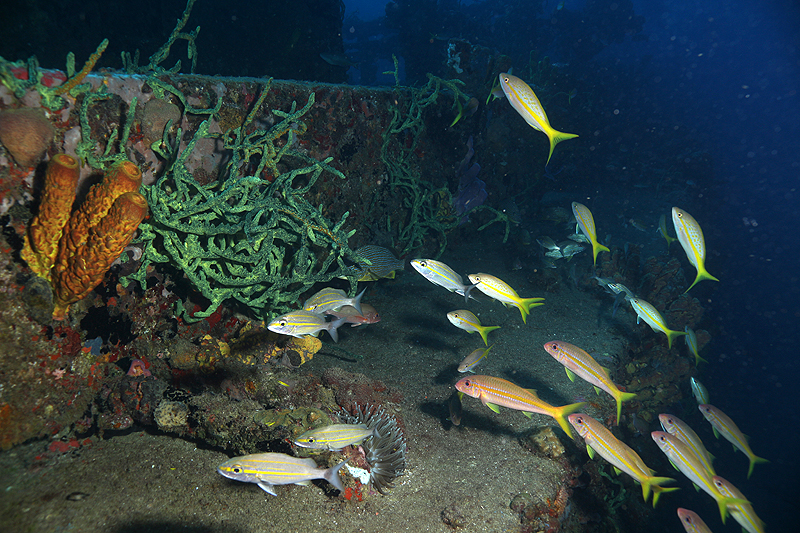 Réserve Cousteau