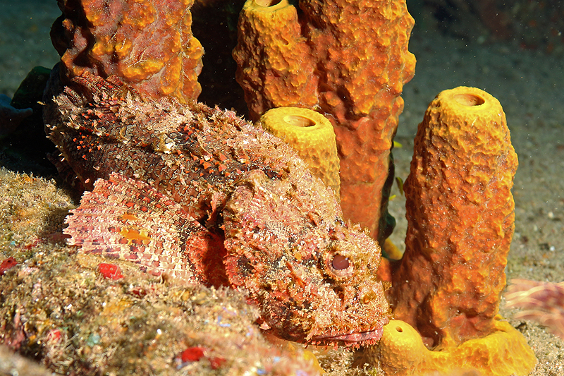 Réserve Cousteau