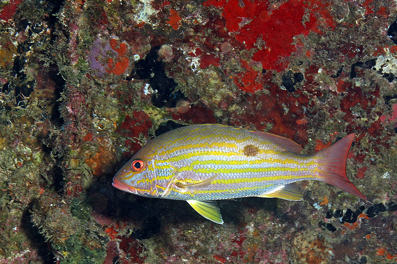 Réserve Cousteau
