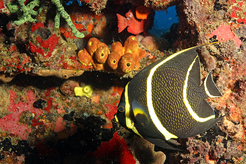 Réserve Cousteau