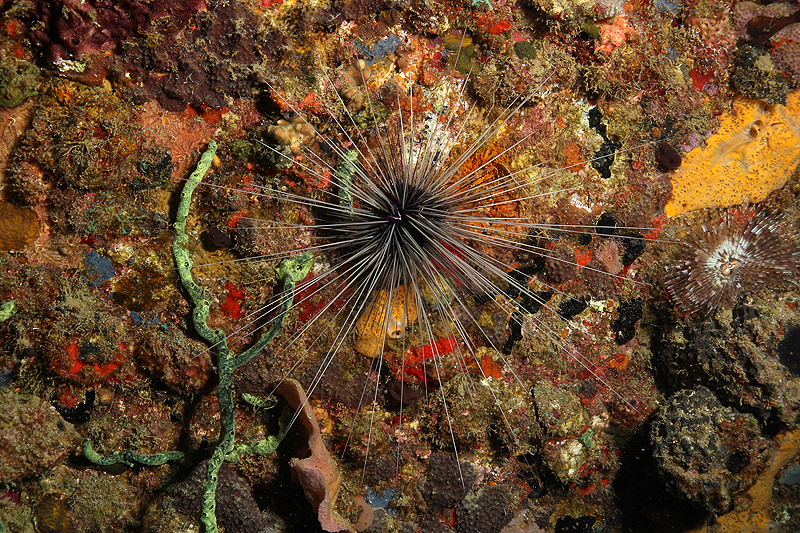 Réserve Cousteau