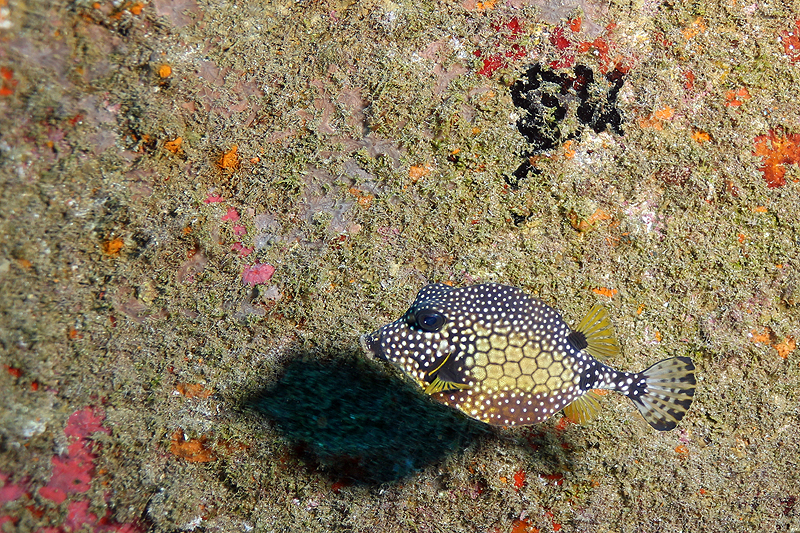 Réserve Cousteau