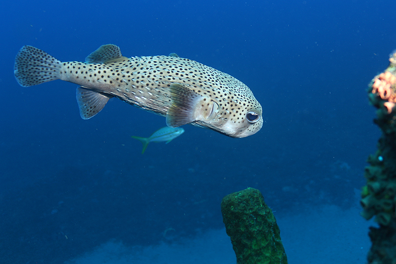 Réserve Cousteau