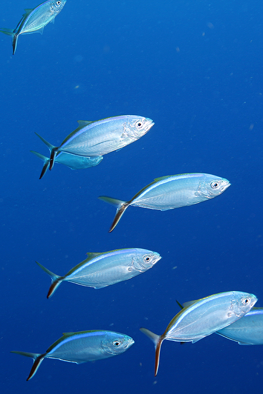 Réserve Cousteau
