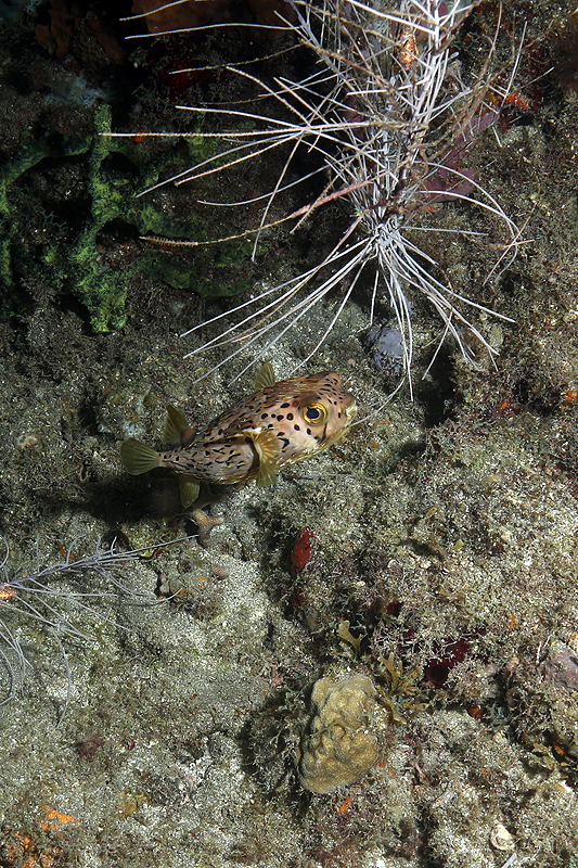 Réserve Cousteau
