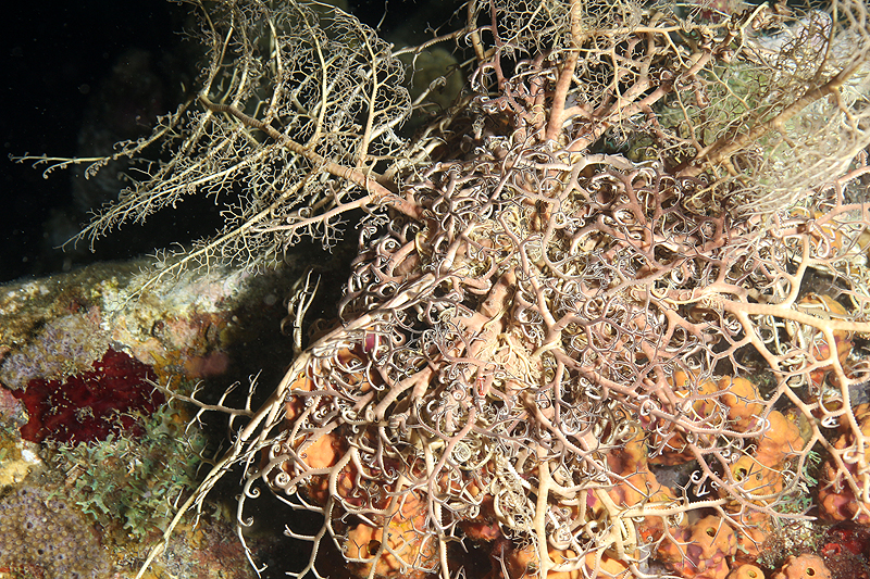 Réserve Cousteau