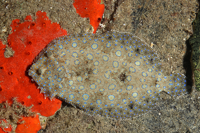 Réserve Cousteau