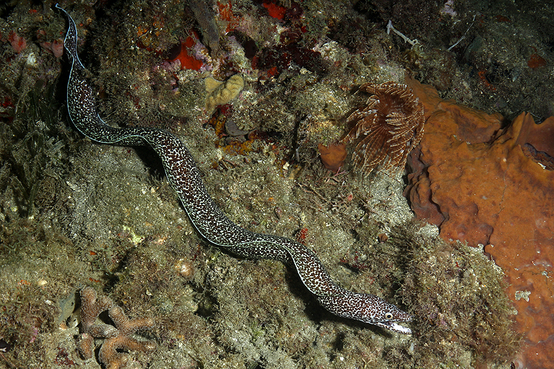 Réserve Cousteau