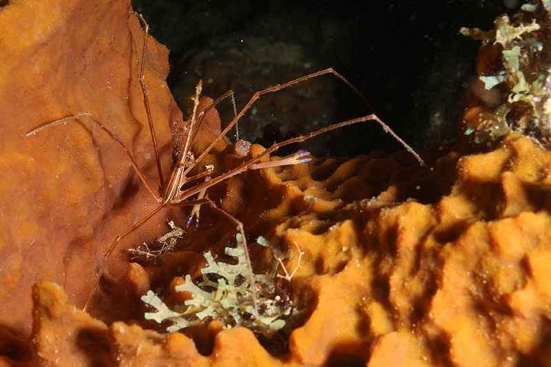 Réserve Cousteau