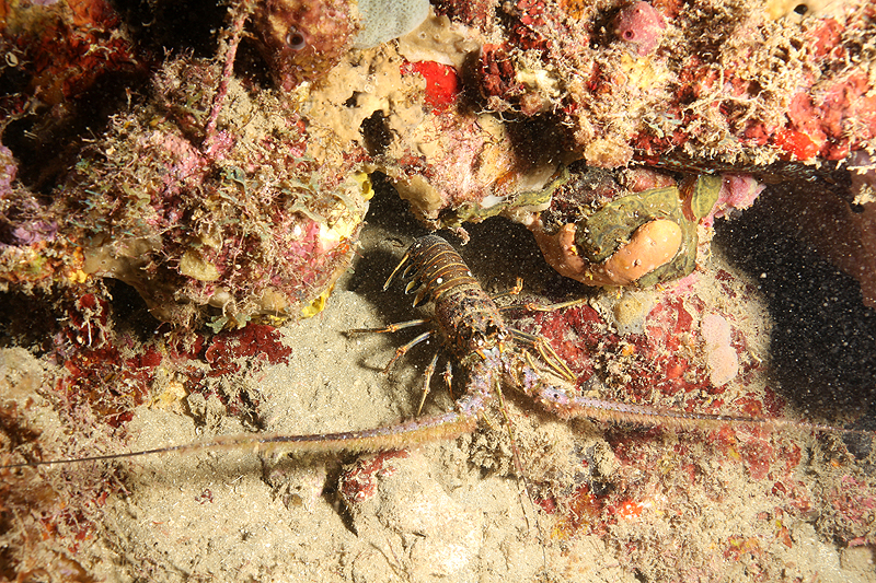 Réserve Cousteau