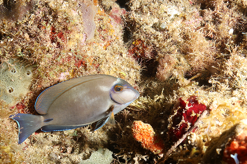 Réserve Cousteau