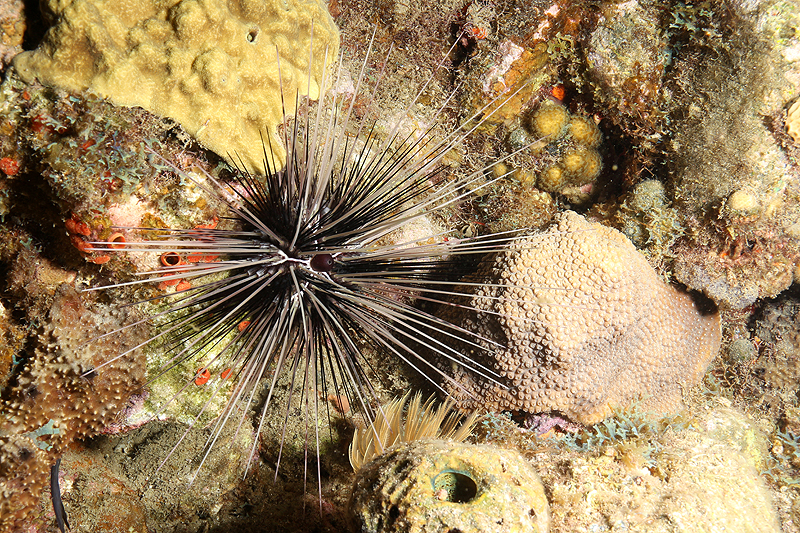Réserve Cousteau