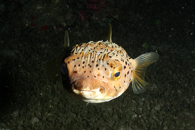 Réserve Cousteau