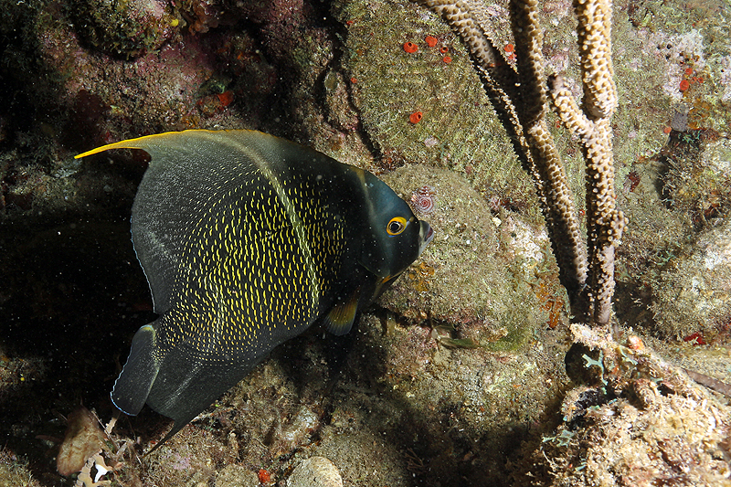Réserve Cousteau