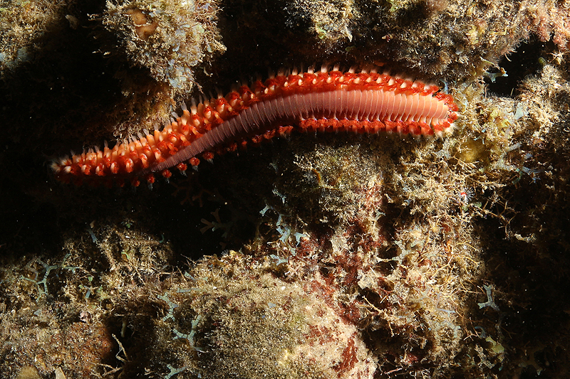 Réserve Cousteau