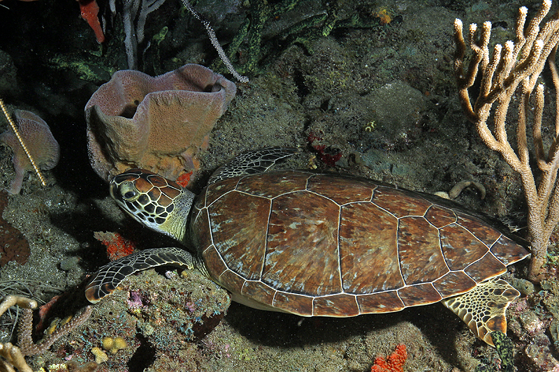 Réserve Cousteau
