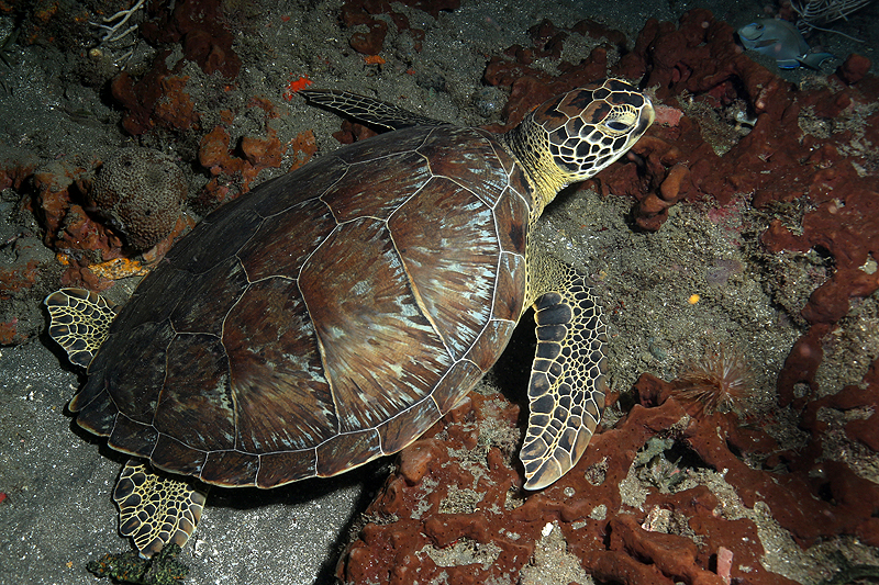 Réserve Cousteau