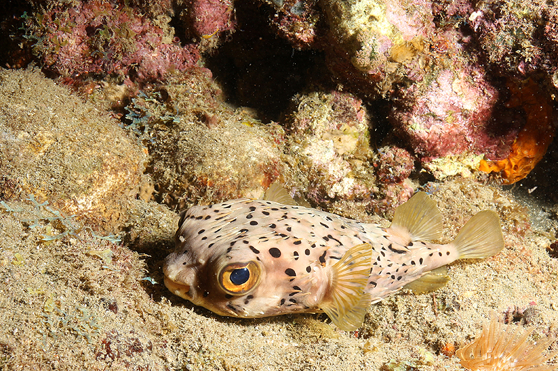 Réserve Cousteau