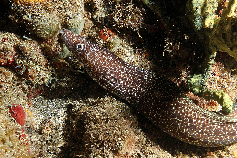 Réserve Cousteau