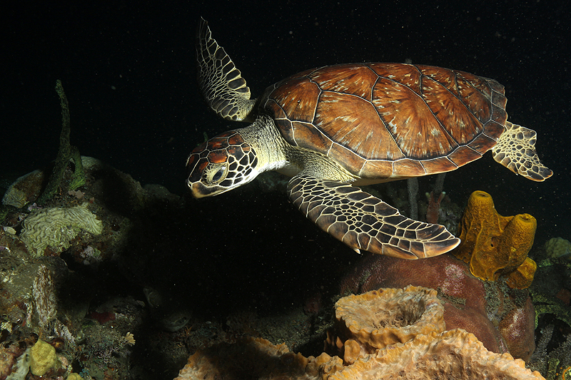 Réserve Cousteau