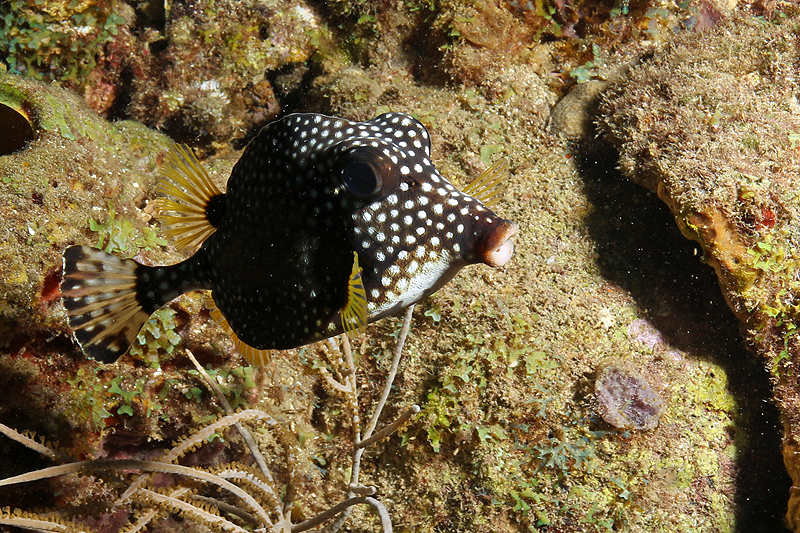 Réserve Cousteau