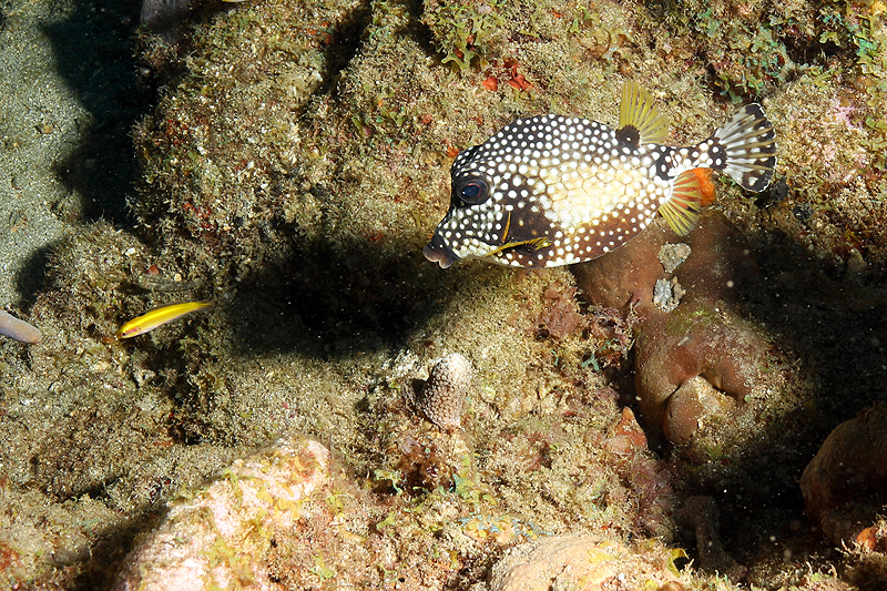 Réserve Cousteau