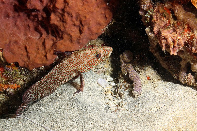 Réserve Cousteau