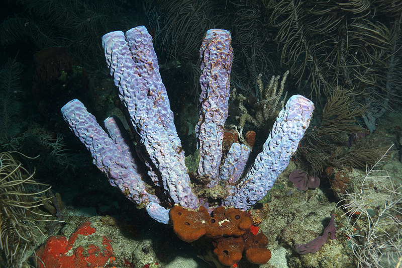 Réserve Cousteau