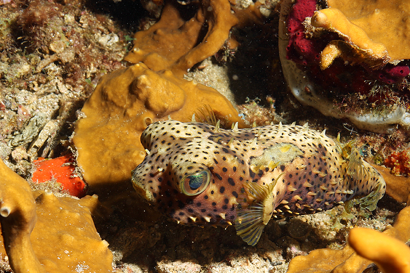 Réserve Cousteau